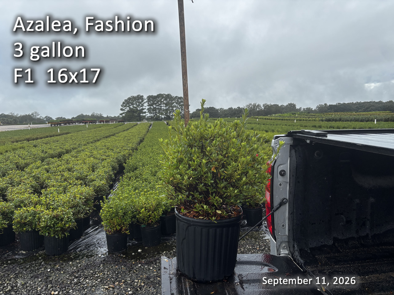 gallery/fash3 f1 sept11.jpg